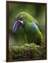 Ecuador Parrot-Art Wolfe-Framed Photographic Print