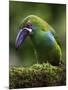 Ecuador Parrot-Art Wolfe-Mounted Photographic Print