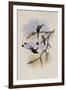 Ecuador Racket-Tail, Spathura Solstitialis-John Gould-Framed Giclee Print