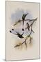 Ecuador Racket-Tail, Spathura Solstitialis-John Gould-Mounted Giclee Print