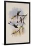 Ecuador Racket-Tail, Spathura Solstitialis-John Gould-Framed Giclee Print