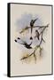 Ecuador Racket-Tail, Spathura Solstitialis-John Gould-Framed Stretched Canvas