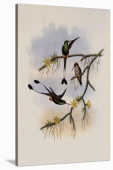 Ecuador Racket-Tail, Spathura Solstitialis-John Gould-Stretched Canvas