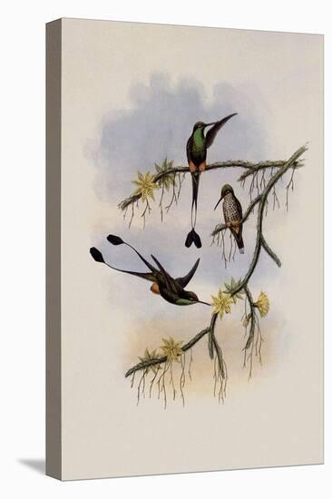 Ecuador Racket-Tail, Spathura Solstitialis-John Gould-Stretched Canvas