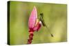 Ecuador, Tandayapa Bird Lodge. Booted racket-tail feeding on flower.-Jaynes Gallery-Stretched Canvas