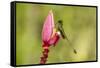 Ecuador, Tandayapa Bird Lodge. Booted racket-tail feeding on flower.-Jaynes Gallery-Framed Stretched Canvas