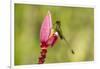 Ecuador, Tandayapa Bird Lodge. Booted racket-tail feeding on flower.-Jaynes Gallery-Framed Photographic Print