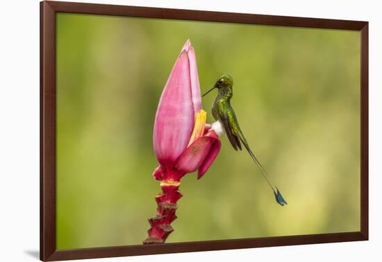 Ecuador, Tandayapa Bird Lodge. Booted racket-tail feeding on flower.-Jaynes Gallery-Framed Photographic Print