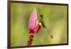 Ecuador, Tandayapa Bird Lodge. Booted racket-tail feeding on flower.-Jaynes Gallery-Framed Photographic Print