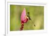 Ecuador, Tandayapa Bird Lodge. Booted racket-tail feeding on flower.-Jaynes Gallery-Framed Premium Photographic Print