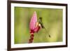 Ecuador, Tandayapa Bird Lodge. Booted racket-tail feeding on flower.-Jaynes Gallery-Framed Premium Photographic Print