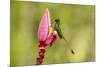Ecuador, Tandayapa Bird Lodge. Booted racket-tail feeding on flower.-Jaynes Gallery-Mounted Premium Photographic Print