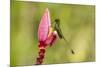 Ecuador, Tandayapa Bird Lodge. Booted racket-tail feeding on flower.-Jaynes Gallery-Mounted Photographic Print