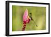 Ecuador, Tandayapa Bird Lodge. Booted racket-tail feeding on flower.-Jaynes Gallery-Framed Photographic Print