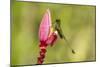 Ecuador, Tandayapa Bird Lodge. Booted racket-tail feeding on flower.-Jaynes Gallery-Mounted Photographic Print