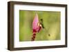 Ecuador, Tandayapa Bird Lodge. Booted racket-tail feeding on flower.-Jaynes Gallery-Framed Photographic Print