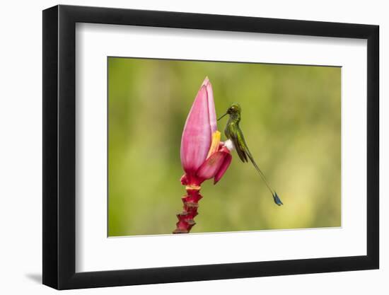 Ecuador, Tandayapa Bird Lodge. Booted racket-tail feeding on flower.-Jaynes Gallery-Framed Photographic Print