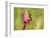 Ecuador, Tandayapa Bird Lodge. Booted racket-tail feeding on flower.-Jaynes Gallery-Framed Photographic Print