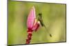 Ecuador, Tandayapa Bird Lodge. Booted racket-tail feeding on flower.-Jaynes Gallery-Mounted Photographic Print