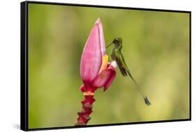 Ecuador, Tandayapa Bird Lodge. Booted racket-tail feeding on flower.-Jaynes Gallery-Framed Stretched Canvas