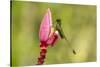 Ecuador, Tandayapa Bird Lodge. Booted racket-tail feeding on flower.-Jaynes Gallery-Stretched Canvas