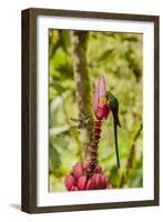 Ecuador, Tandayapa Bird Lodge. Hummingbirds on banana flower.-Jaynes Gallery-Framed Photographic Print