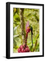 Ecuador, Tandayapa Bird Lodge. Hummingbirds on banana flower.-Jaynes Gallery-Framed Photographic Print
