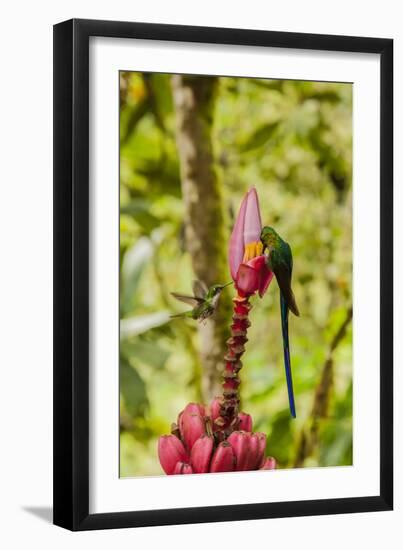 Ecuador, Tandayapa Bird Lodge. Hummingbirds on banana flower.-Jaynes Gallery-Framed Photographic Print