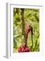 Ecuador, Tandayapa Bird Lodge. Hummingbirds on banana flower.-Jaynes Gallery-Framed Photographic Print