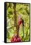 Ecuador, Tandayapa Bird Lodge. Hummingbirds on banana flower.-Jaynes Gallery-Framed Stretched Canvas