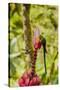 Ecuador, Tandayapa Bird Lodge. Hummingbirds on banana flower.-Jaynes Gallery-Stretched Canvas