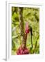 Ecuador, Tandayapa Bird Lodge. Hummingbirds on banana flower.-Jaynes Gallery-Framed Premium Photographic Print