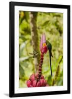 Ecuador, Tandayapa Bird Lodge. Hummingbirds on banana flower.-Jaynes Gallery-Framed Premium Photographic Print