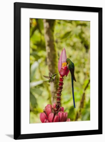 Ecuador, Tandayapa Bird Lodge. Hummingbirds on banana flower.-Jaynes Gallery-Framed Premium Photographic Print