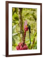 Ecuador, Tandayapa Bird Lodge. Hummingbirds on banana flower.-Jaynes Gallery-Framed Premium Photographic Print