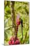 Ecuador, Tandayapa Bird Lodge. Hummingbirds on banana flower.-Jaynes Gallery-Mounted Premium Photographic Print