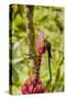 Ecuador, Tandayapa Bird Lodge. Hummingbirds on banana flower.-Jaynes Gallery-Stretched Canvas