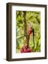 Ecuador, Tandayapa Bird Lodge. Hummingbirds on banana flower.-Jaynes Gallery-Framed Photographic Print