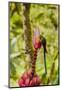 Ecuador, Tandayapa Bird Lodge. Hummingbirds on banana flower.-Jaynes Gallery-Mounted Photographic Print