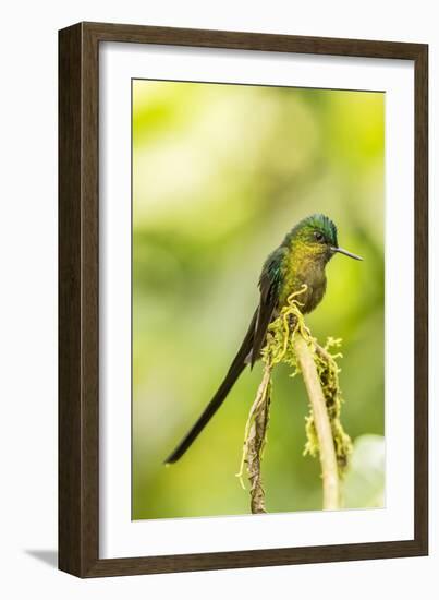 Ecuador, Tandayapa Bird Lodge. Violet-tailed sylph on limb.-Jaynes Gallery-Framed Photographic Print