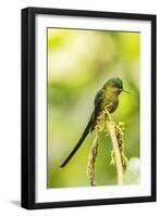 Ecuador, Tandayapa Bird Lodge. Violet-tailed sylph on limb.-Jaynes Gallery-Framed Photographic Print