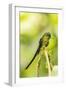 Ecuador, Tandayapa Bird Lodge. Violet-tailed sylph on limb.-Jaynes Gallery-Framed Photographic Print