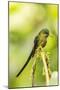 Ecuador, Tandayapa Bird Lodge. Violet-tailed sylph on limb.-Jaynes Gallery-Mounted Photographic Print