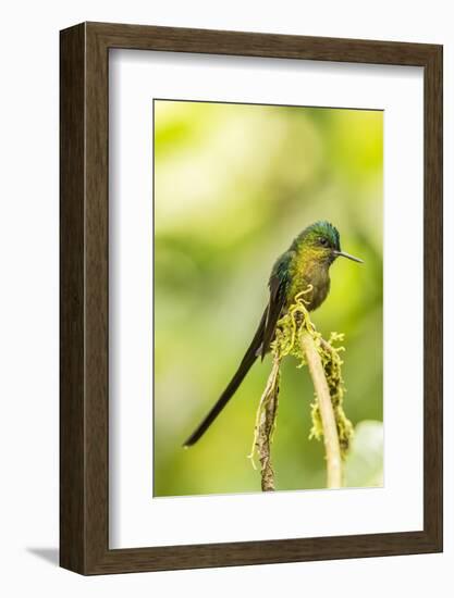 Ecuador, Tandayapa Bird Lodge. Violet-tailed sylph on limb.-Jaynes Gallery-Framed Photographic Print