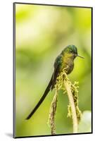 Ecuador, Tandayapa Bird Lodge. Violet-tailed sylph on limb.-Jaynes Gallery-Mounted Photographic Print