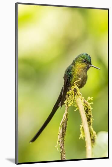 Ecuador, Tandayapa Bird Lodge. Violet-tailed sylph on limb.-Jaynes Gallery-Mounted Photographic Print