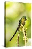 Ecuador, Tandayapa Bird Lodge. Violet-tailed sylph on limb.-Jaynes Gallery-Stretched Canvas