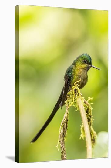 Ecuador, Tandayapa Bird Lodge. Violet-tailed sylph on limb.-Jaynes Gallery-Stretched Canvas