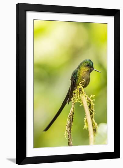 Ecuador, Tandayapa Bird Lodge. Violet-tailed sylph on limb.-Jaynes Gallery-Framed Photographic Print