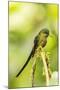 Ecuador, Tandayapa Bird Lodge. Violet-tailed sylph on limb.-Jaynes Gallery-Mounted Photographic Print